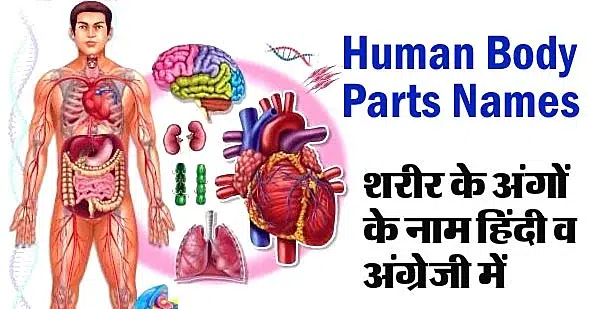 Body Parts Name with picture in English Hindi